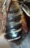 Megachile willughbiella